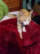 Camas redondas de felpa para gatos, cama de perro suave y larga para canasta para perros, cojín, cama para gatos, alfombrilla para animales, sofá para dormir, productos para mascotas