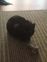 Cat Toys Interactive Ball Catnip Cat Training Toy Pet Playing Ball Pet Squeaky Supplies