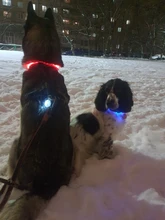Usb-Dog-Collar Charging-Tube Pets Glowing Luminous-Safety Rechargeable Flashing LED .