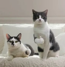 Cepillo de dientes eléctrico sónico para dentista, 3 modos de limpieza, blanqueador, automático, recargable vía USB, resistente al agua