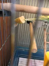 Pet-Supplies Fruit-Fork Food-Holder Birds Parrots Feeding-On-Cage Plastic 2pcs