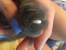 20 piezas-gorros de uñas suaves para gatos/X XS, S, M, L, cubierta, gato, pata, garra, zet */