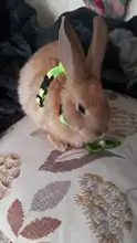 Mascota conejo suave arnés correa ajustable conejito tracción cuerda para correr WXV venta