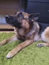 Etiquetas de identificación para perro y gato, colgante con nombre y número de identificación para cachorro, accesorios para mascotas, con brillo de hueso/pata