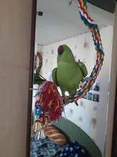 Juguetes Para loros y mascotas cascabeles de cuentas coloridas, soporte de oscilación, jaula de periquito