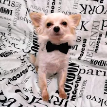 Velvet Cat Collar Bowknot Adjustable Safety Buckle Gatos Bow Tie Cat Accessories Collar