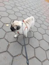 Vest Jacket Pets-Clothing Pug-Coat Puppy Dogs French Bulldog Waterproof Small Winter