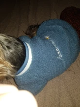 Pet-Outfits Hoodie Daisy-Letter Yorkies Blue Winter Fashion Cute Boy Velvet Ropa Perro