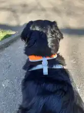 Dog-Harness Pitbull Cats Terrier Truelove Petshop Adjustable Mysudui Black Chihuahua