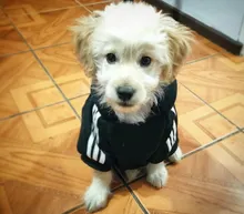 Adidog-ropa para perros pequeños, chaqueta con capucha deportiva de invierno, suéter de algodón suave abrigado puro, Chihuahua de peluche, ropa para cachorros