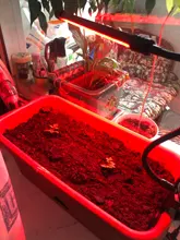 Grow-Light Lamps Timer Flowers Desktop-Clip LED Phyto Full-Spectrum For Plants DC5V USB