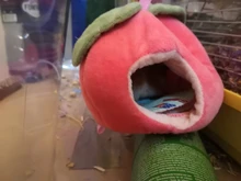 House Chinchilla Hammock-Cage Nest Hamster Sugar Glider Animal-Swing Hide Cute Sleeping-Bed