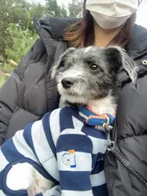 Dog-Collar Id-Plate Engraved Dogs Pitbull Custom Personalized Padded with Tag 2-Layers