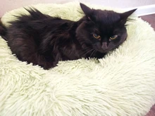 Dog-Bed Large Kennel-Sleeping-Bag Pets Cat Round Washable Plush Soft Little-Medium Long