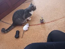 Bowl Feeder Food-Ball Tumbler Pets-Supplies Leakage Feeding-Toys Training Cat Exercise