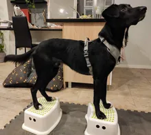 Pet-Harness Truelove Walk Padded Seat-Belt Handle Reflective-Dog Adjustable Small Soft