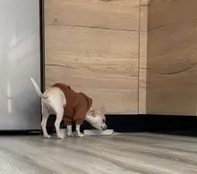 Ropa para perros pequeños ropa de abrigo para perros ropa para cachorros ropa para mascotas para perros grandes sudaderas Chihuahua 45