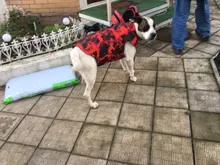 Vest Coat Jacket Pet-Dog-Clothes French-Bulldog-Pet Dogs Small Waterproof Large Winter