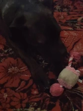 Perro de juguete duradera lindo papá pato haciendo sonido perro de peluche juguetes masticables para cachorros formación juguetes para la dentición para pequeños perros mediano