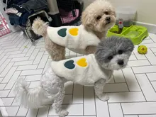 Costume Puppy-Clothes Love-Rainbow-Vest PETCIRCLE Pet-Cat Dog Winter New Fit And Four-Color