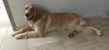 Peine con nudo abierto de doble cara para mascotas, herramienta de cepillado y caída de pelo para perros, peine para depilación de gatos, cepillo de doble cara de acero inoxidable, piel larga mate