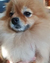 Suave de cuero de gamuza de arnés para perro Cachorro de diamantes de imitación chaleco para gatos mascota Mascotas Cachorro arneses para pequeño mediano perros Chihuahua rosa