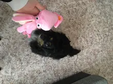 Calamar bonito y pequeño sonido de juguete de perro BB, mascota de peluche, cuerda de perrito, mordedores de juguete con sonido rosa para gato