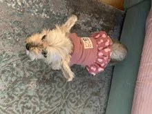 Dog-Dress Dogs-Skirt Yorkshire Summer Chihuahau Dot 