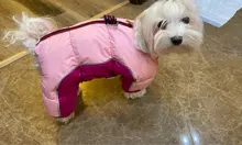 Winter Pet Dog Coat Jacket Thicken Warm Clothes For Dogs Waterproof Reflective Puppy
