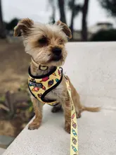 Arnés de Mascota para Bulldog Francés, correas pequeñas y medianas para perros, chaleco de cachorro francés, correa de plomo para perro que camina, productos para mascotas
