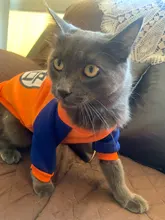 De moda disfraz mascota gato verano gato chaleco con capucha acogedor Mascoats Goto, ropa para gatos, Katten abrigo Kedi sudadera ropa traje