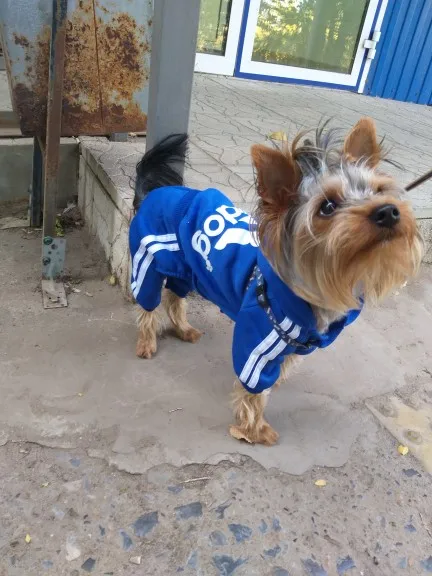 Köpek Sweatshirt