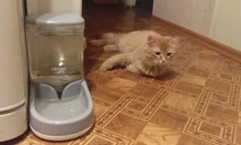 HOOPET Food Storage Pet Automatic Feeder Dog for Cat Drinking Bowl for Water Feeding