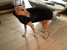 Clothing Pullovers Pet-Coat Pitbull Dogs High-Collar Winter Mascotas Large Medium Big