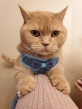 Breakaway Cat Collar Cute Bow Vests Cat Harness and Leash Cat Product Cat Accessories