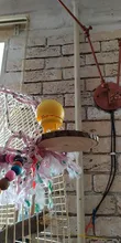 Soporte para juguetes de loros divertidos, plataforma de jaula móvil para pájaros, alivia el estrés, suministros de juguetes de aves, palo de percha, soporte para pájaros, Lovebird
