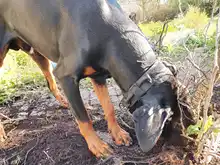 Bungee-Leash Collar German Shepherd Dogs Elastic Military Tactical Nylon for Large