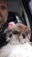 Horquilla para mascotas para perro y gato, accesorios, horquillas, lazo de moda, pinza de pelo para perro, tocado, decoración para el cabello de mascotas