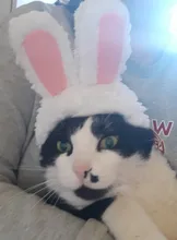 Disfraz de mascota con Orejas de conejo, gorro para gato, Halloween, ropa de Navidad, vestido de lujo con orejas, accesorio para Otoño e Invierno