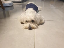 Ropa de invierno cálida para perros, chaleco reflectante para cachorros, chaqueta polar cómoda para mascotas, abrigo para perros pequeños, medianos y grandes, 2020