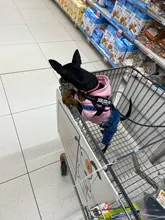 Jeans Clothing Jacket Coat Dog-Costume Puppy Dogs Small Denim Pet Medium for Chihuahua