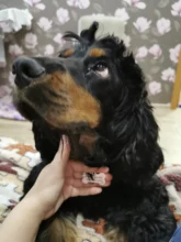 Collar-Accessories Dog-Tag Engraved-Tel Sex-Name-Tag Dogs Kitten Pupp Pet-Dog Stainless-Steel