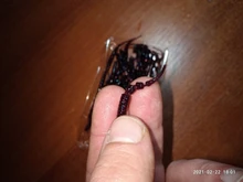 Fishing Lures Tackle-Polaris Predator Artificial-Bait Supercontinent Soft Pesca Cheap