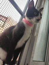 Repelente de mosquitos contra pulgas de gato, tamaño ajustable, eliminación efectiva de pulgas, piojos, ácaros, mosquitos, Color rosa, Shippi