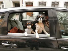 Protector Hammock Blanket Pet-Dog-Carrier Single-Seat-Cover Waterproof Cushion Pet-Supplies