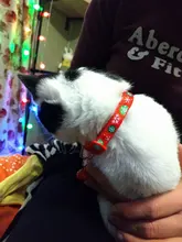 Christma-Collar de gatito reflectante con cierre de seguridad, Collar de hebilla ajustable de alta visibilidad con colgante de campana para mascotas