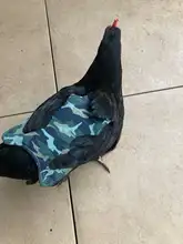 Apron Hen-Saddle-Apron Chicken-Protector Poultry Dress Adjustable