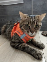 Reflectante cachorro gato arnés chaleco caminar perro ajustable Collar de gatito de malla de poliéster arnés para pequeño mediano perros