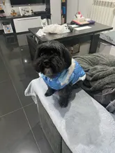 Dog Cat Winter Warm Coat Jacket Dress Pet Puppy Hoodie Winter Warm Clothes Apperal