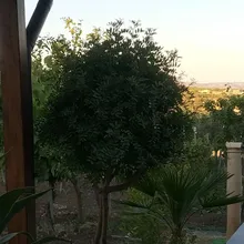 S***O